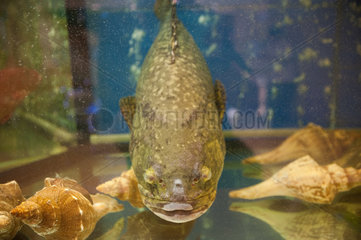 Singapur  Republik Singapur  Fisch in einem Aquarium eines chinesischen Restaurants