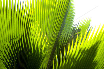 St. Georges  Grenada  Blaetter einer Palme  Palmwedel