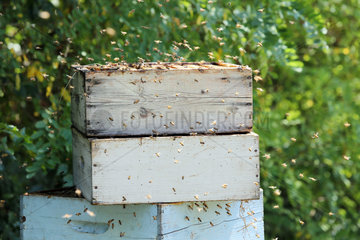 Castel Giorgio  Italien  Bienen schwirren um eine geoeffnete Beute herum
