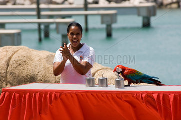 Puerto Plata  Dominikanische Republik  Vogelshow im Ocean World