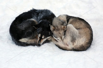 Aekaeskero  Finnland  Siberian Huskies schlafen eingerollt nebeneinander im Schnee