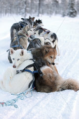 Aekaeskero  Finnland  Siberian Huskies in einem Schlittenhundegespann