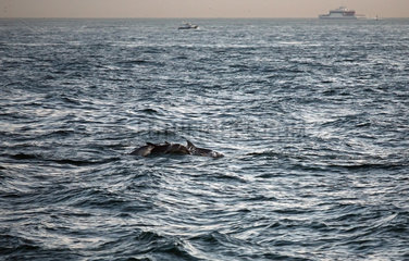 Istanbul  Tuerkei  Delfine in der Bosporusmeerenge