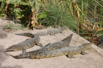 Kanilai  Gambia  Krokodile im Tierpark von Kanilai