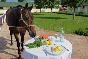 Iffezheim  Deutschland  ein Pferd steht vor einem gedeckten Tisch
