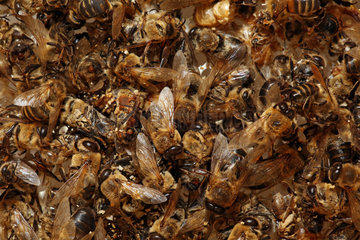 Berlin  Deutschland  tote Honigbienen nach einem harten Winter