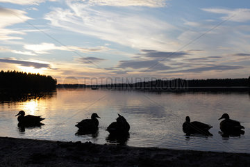 Silvkoparen  Schweden  Enten am Ufer eines Sees bei Sonnenuntergang bei Silvkoparen