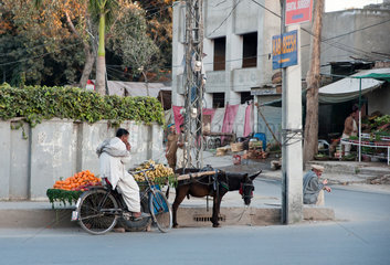 Lahore  Pakistan  Eselkarren eines Obsthaendlers