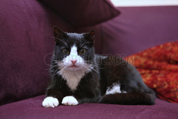 King's Lynn  Grossbritannien  Katze sitzt auf der Couch