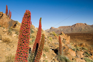 La Orotava  Spanien  Natternkoepfe im Teide-Nationalpark