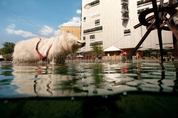 Berlin  Deutschland  Hund im Brunnen am Potsdamer Platz