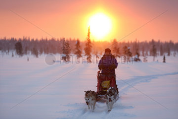 Aekaeskero  Finnland  Frau macht eine Fahrt auf einem Hundeschlitten