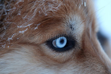 Aekaeskero  Finnland  Detailaufnahme  blaues Auge eines Siberian Husky