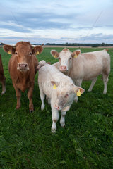 Diestelow  Deutschland  Charolais-Rinder auf einer Weide