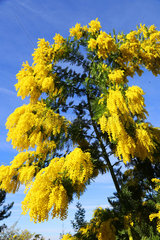 FRANCE - MIMOSA FLOWERS