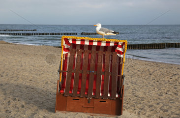 Kuehlungsborn  Deutschland  Silbermoewe steht auf einem verschlossenen Strandkorb