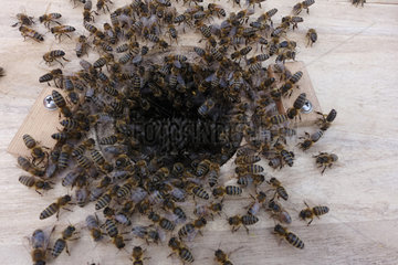 Berlin  Deutschland  Bienen sammeln sich an der Oeffnung einer Schwarmfangkiste