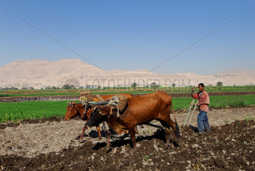 Luxor  Aegypten  Menschen bei der Feldarbeit