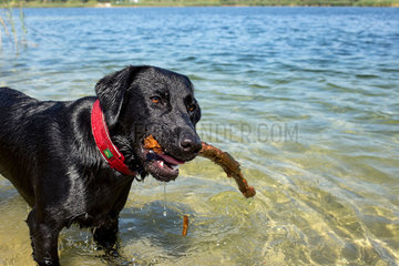 Marienwerder  Deutschland  Labrador apportiert Stock aus einem See