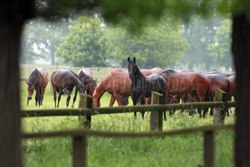 Graditz  Deutschland  Pferde stehen bei Regen auf der Weide