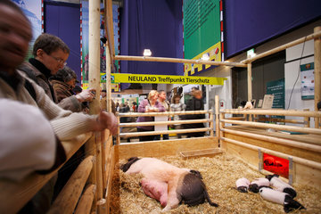 Berlin  Deutschland  Besucher betrachten Hausschweine auf der Gruenen Woche