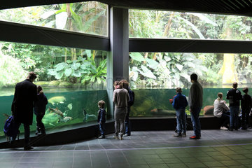 Berlin  Deutschland  Menschen betrachten Fische in einem Schaubecken im Aquarium