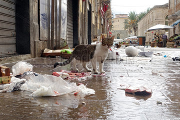 Syrakus  Italien  Katze steht auf einer vermuellten Strasse