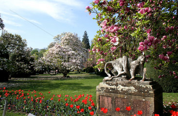 Stuttgart  Deutschland  Magnolienblueten im Maurischen Garten der Wilhelma