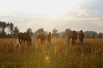 Brieselang  Deutschland  Maedchen lassen ihre Pferde am Abend auf einer Wiese grasen