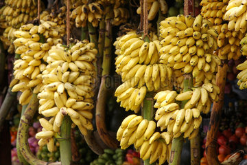 Galle  Sri Lanka  Bananen an Stauden