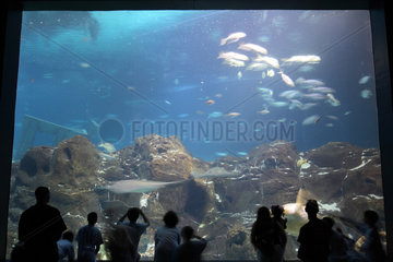 Camden  Besucher eines Aquariums betrachten Fische hinter einer Glaswand
