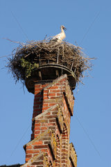 Ripen  Daenemark  ein Storch in seinem Nest