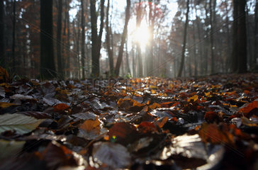 Neu Kaetwin  Deutschland  am Boden liegendes Herbstlaub im Sonnenschein