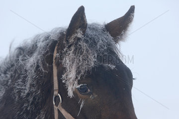 Graditz  Deutschland  Pferd mit vereister Maehne im Winter