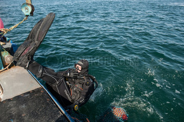Tobermory  Grossbritannien  Muscheltaucher auf Kutter vor der Isle of Mull