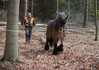 Eberswalde  Deutschland  Holzruecker im Wald bei der Arbeit mit einem Rueckepferd