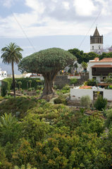 Icod de los Vinos  Spanien  Blick auf den Drachenbaum Drago Milenario auf Teneriffa