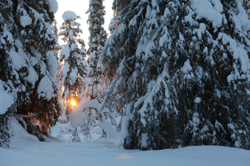 Aekaeskero  Finnland  Winterlandschaft bei Sonnenaufgang