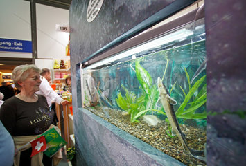 Berlin  Deutschland  Besucherin betrachtet Aquarium mit Stoeren auf der Gruenen Woche