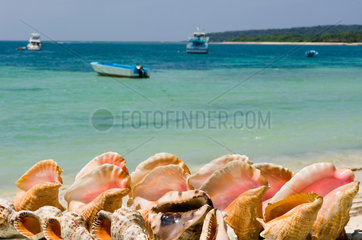 Punta Rucia  Dominikanische Republik  Muscheln am Strand Paradise Island