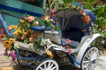 Santo Domingo  Dominikanische Republik  mit Blumen geschmueckte Kutsche