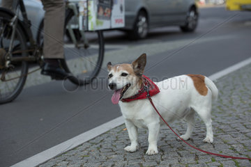 Berlin  Deutschland  Hund wartet am Rand einer befahrenen Strasse