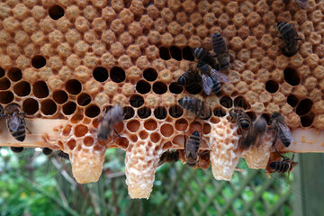 Berlin  Deutschland  Honigbienen auf einer Wabe mit Schwarmzellen
