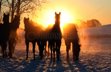 Goerlsdorf  Deutschland  Silhouette  Pferde bei Sonnenaufgang auf der Koppel