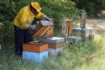 Castel Giorgio  Italien  Imker Reinhard Rohrwacher kontrolliert seine Bienenvoelker