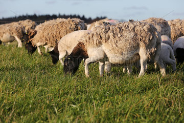 Neu Kaetwin  Deutschland  im natuerlichen Fellwechsel befindliche Dorperschafe grasen auf einer Weide