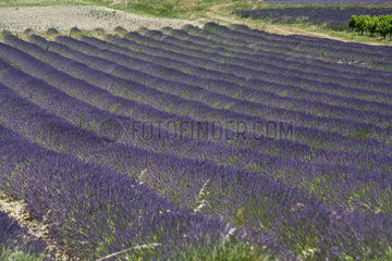 Grignan  Frankreich  ein bluehendes Lavendelfeld