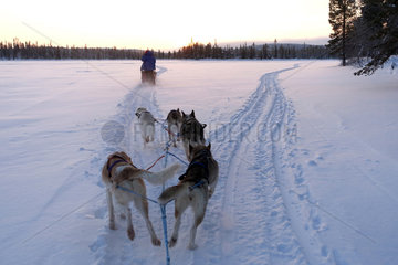 Aekaeskero  Finnland  Menschen machen eine Fahrt auf Hundeschlitten