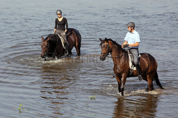 Graditz  Deutschland  Reiter stehen mit ihren Pferden in der Elbe