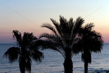 Girne  Tuerkische Republik Nordzypern  Palmen im Sonnnenaufgang